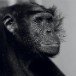 Bonobo Monkey